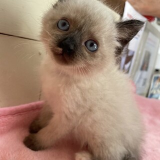 里親決定。ロイズちゃん