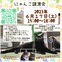 にゃんこ譲渡会