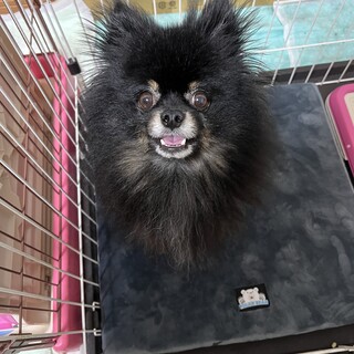 家庭事情で飼育が難しくなってしまいました。