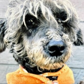 シュナウザー女の子