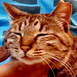 私が一番♥独り占め！膝乗りウノちゃん