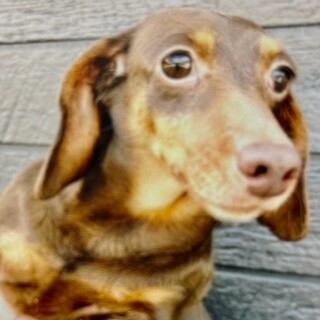 ダックスの女の子