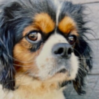 キャバリア　５才　女の子