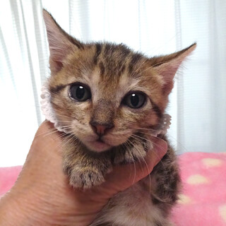 なれなれ♪キジ★心(しん)くん　２ヵ月弱