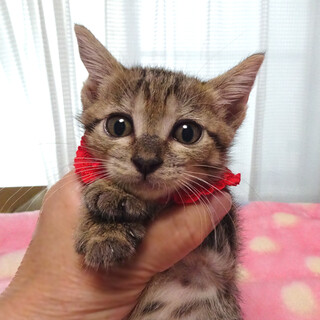 なれなれ♪キジ★千衣(ちい)ちゃん　２ヵ月弱