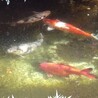 錦鯉4匹の里親募集 サムネイル4