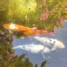 錦鯉4匹の里親募集 サムネイル5