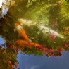 錦鯉4匹の里親募集 サムネイル6