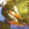 錦鯉4匹の里親募集 サムネイル7