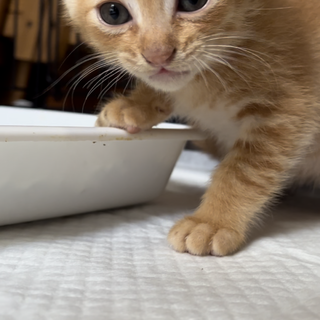 無責任な餌やりさんから保護！