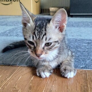 かわいがっていただける方よろしくお願いします。