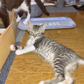 かわいがっていただける方よろしくお願いします。