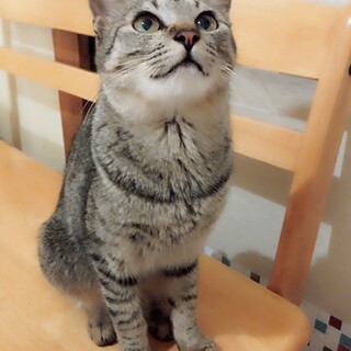 超超甘えっこちゃん・捨てられていたネコ・お嬢ちゃん