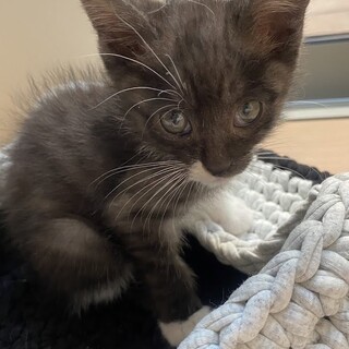 里親決定。譲渡会参加予定ねるちゃん