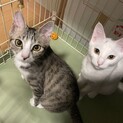 この子達のペースで2匹で可愛がってくださる方