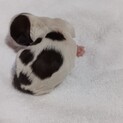 【募集停止中】シーズー子犬(要人工授乳)