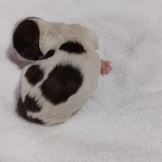 【募集停止中】シーズー子犬(要人工授乳)