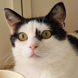 【お見合い随時】まーぶる模様の甘えん坊