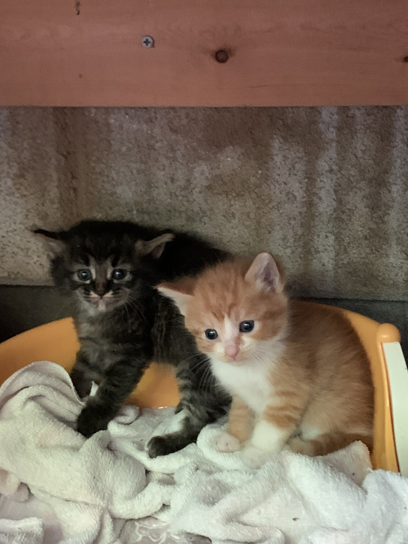 ねこ◎不調の為返信遅れます、プロフ必読様用個別オーダーページ-3 パネル生地 雑談】Ver.1.5モデルお披露目&l1周年記念配信の振り返りをします