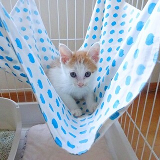 小さな人懐こい女の子（動画）