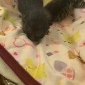 産まれたての赤ちゃん猫達の里親募集