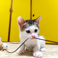 「そろそろ生後2ヶ月」サムネイル2