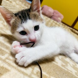 「そろそろ生後2ヶ月」サムネイル3