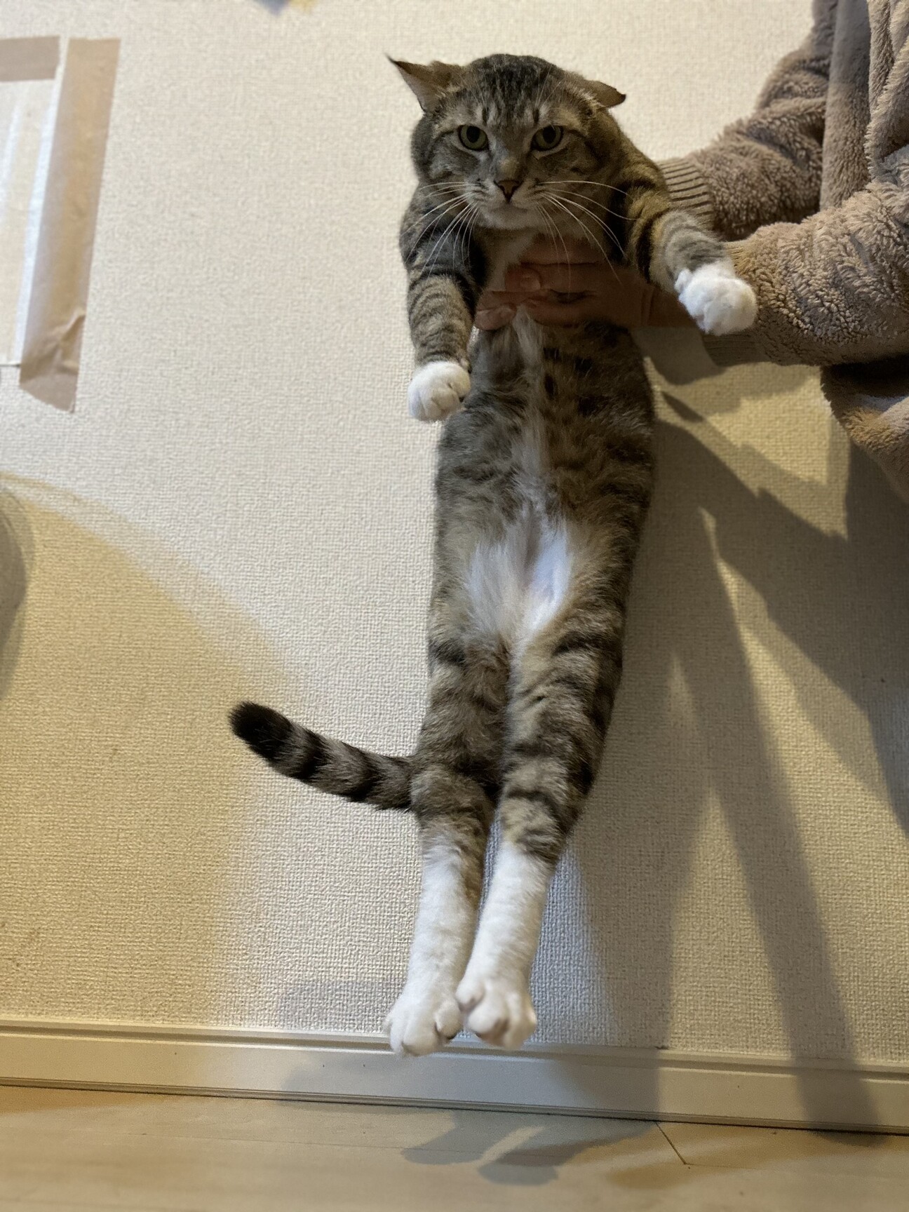 靴下 を 履い た 猫