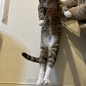 優しくておっとり靴下を履いた猫