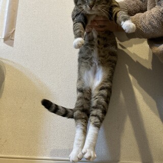 優しくておっとり靴下を履いた猫