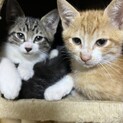 生後2か月の子猫保護