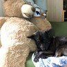 ポンちゃん61