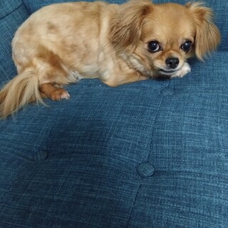 チワワの女の子