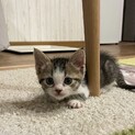 かわいい甘えっ子のファンタくん