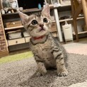 かわいい甘えっ子ペプシくん