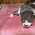 生後１ヶ月未満の子猫里親予約