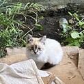 2ヶ月ぐらいの子猫ちゃん　綺麗な柄です。