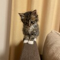 キジ白ソックス履いてるデカ目君です♡