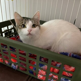 人馴れ抜群！甘えん坊♡うららちゃん