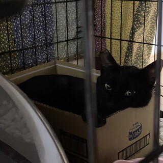 ツヤツヤ✨くりっくりっの黒猫美男子????‍⬛３歳