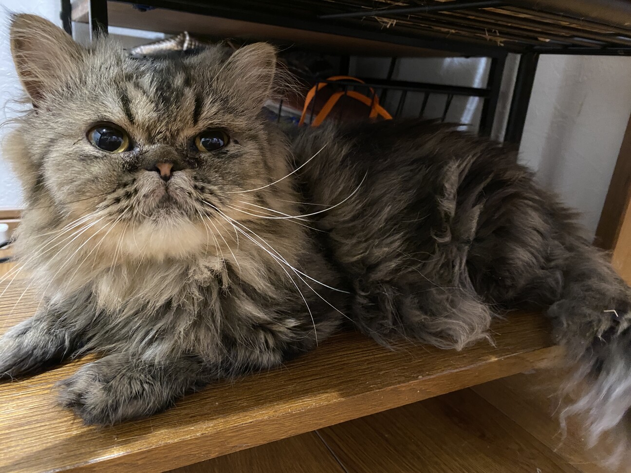 2歳の血統書付きペルシャ猫」大阪府 - 猫の里親募集(457402) 1枚目の