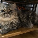 2歳の血統書付きペルシャ猫