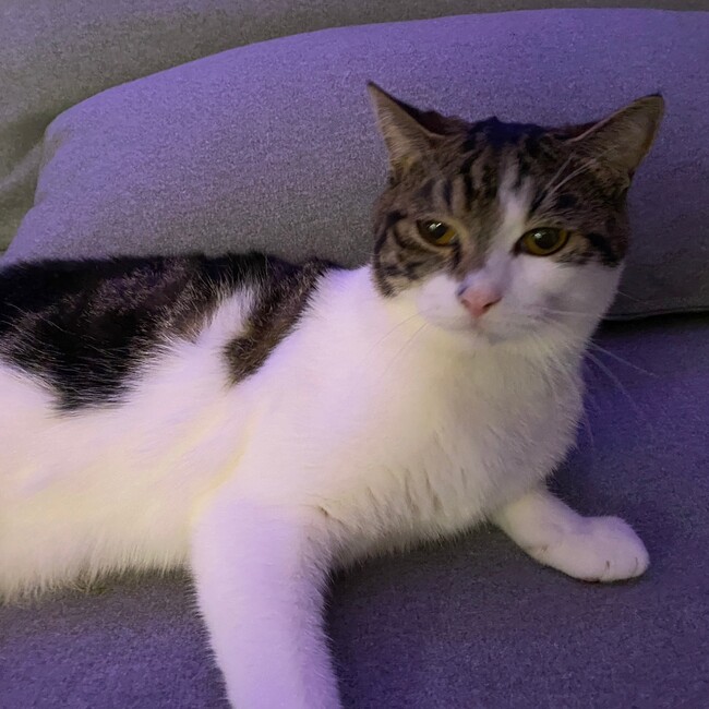 ゆうにゃん０１のカバー写真