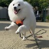 ちゃぴ、