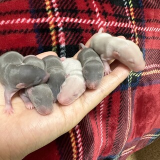 ファンシーラット赤ちゃん6匹