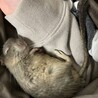 かづいぬ
