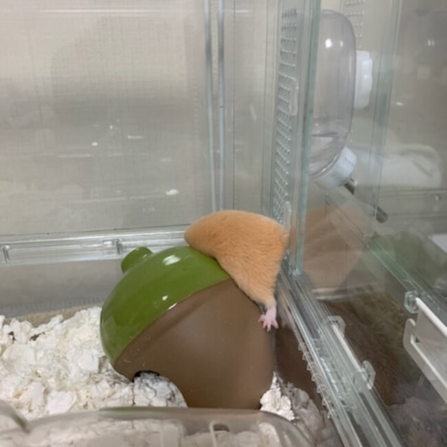 かづいぬのカバー写真