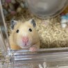 はむま