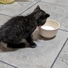 【子猫】里親の募集をしております。 サムネイル3