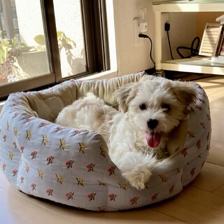 5ヶ月のシーズーマルチミックス